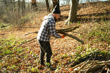 An outdoor enthusiast takes advantage of the beautiful autumn afternoon by collecting fallen branches in a tranquil forest clearing, surrounded by vibrant foliage