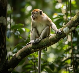 Naklejka premium Long -tailed monkeys in tree branches