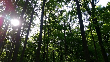 Obraz premium Sunlight filters through a dense forest canopy.