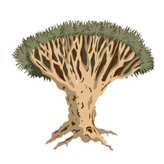 Dragon blood tree isolated illustration. Dracaena cinnabari endemic tree from Socotra island. Vector