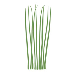 Obraz premium Simple chives vector illustration.