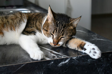 Tabby cat sleeping beside the kitchen sink. Cat relaxing in a cooler place at home.