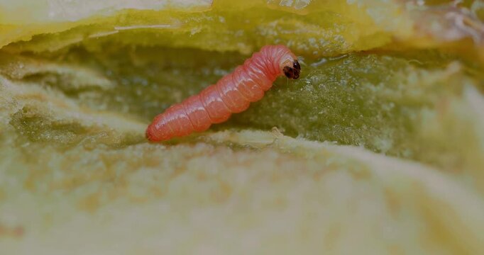 Red plum maggot (funebrana), larva feeding on plum stone