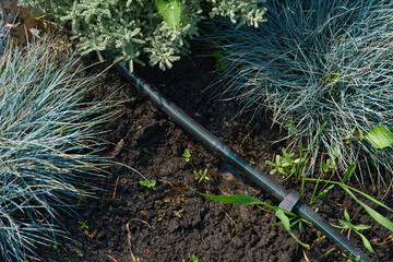 Black green watering rubber hose lying on wet ground