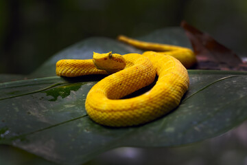Bothriechis schlegelii, known commonly as the highland eyelash-pitviper or Schlegel's eyelash-pitviper lying on a leaf in the middle of the rainforest with its tongue sticking out.