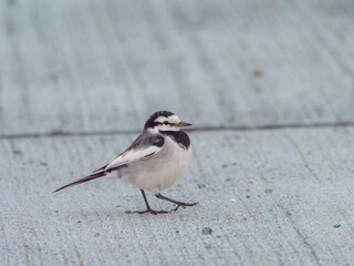 ポーズを取るセキレイ