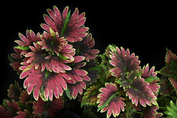Colorful leaves on a black background