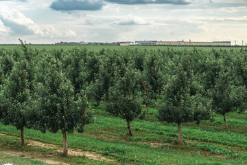 Aerial view of a nursery with young apple trees