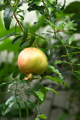  Pomegranate fruits grow on a pomegranate tree in a garden