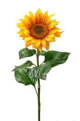 Single sunflower with vibrant yellow petals and dark center, green leaves, and long stem against a white background