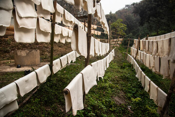 Natural rubber sheets hanged to dry
