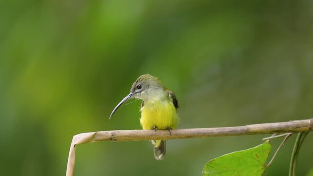 Long-billed Spiderhunter bird on a branch birdwatching in the forest.