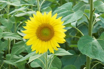 beautiful sunflowers on the field