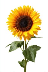 Single sunflower with vibrant yellow petals and dark center, green leaves on a stalk, against white background