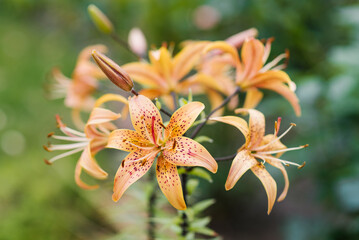 Light apricot tiger lily flowers in bloom
