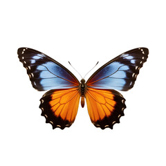 Butterfly with Transparent Background