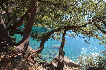 Paysage à San Fruttuoso en Ligurie, sur la Riviera italienne, arbres sur une falaise en surplomb de l’eau bleu turquoise translucide de la mer Méditerranée (Italie)