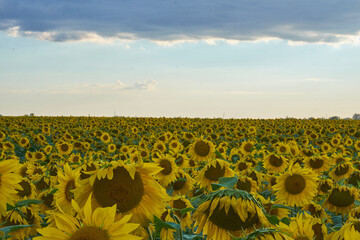 Obraz premium beautiful sunflowers on the field