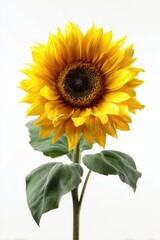Bright yellow sunflower against white background (1)