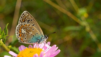 Obraz premium Detailed close-up of a butterfly on a flower.