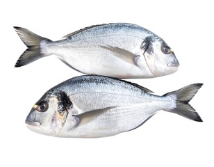 Obraz premium Two whole fish against white background
