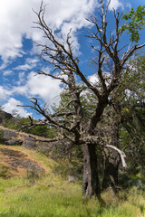 Obraz premium View of the mountain landscape in the national park Torres del Paine, Patagonia, Chile, South America lengas trees