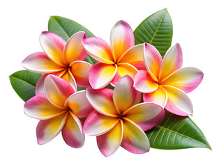 Obraz premium tropical flowers frangipani plumeria isolated on white background PNG, AI GENERATED