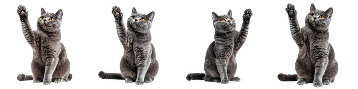 Set of British shorthair cats sitting and raising paw on a transparent background