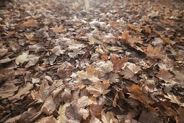 background is fallen autumn leaves, the seasonal backdrop of October fall