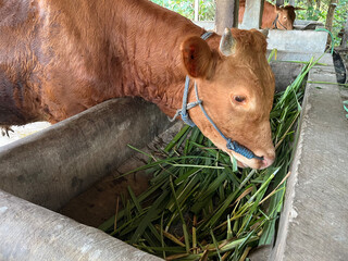 Brown cow eating fresh green grass inside a rural cowshed. A close-up view of a brown cow chewing...
