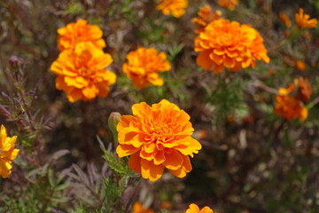 Florescence of orange Tagetes patula in mid September