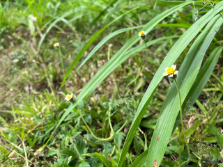 Fototapeta premium Wildflowers blooming among tall grass in a rural field. Small yellow and white wildflowers scattered among tall green grass in a natural rural field, captured in soft focus.