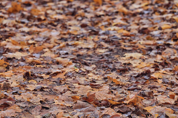 background is fallen autumn leaves, the seasonal backdrop of October fall
