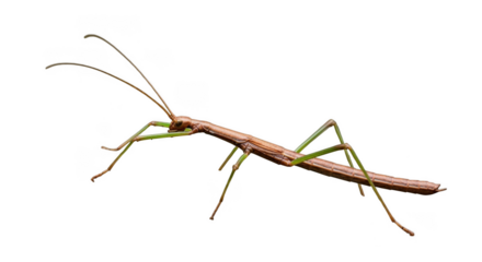 Brown stick bug isolated on transparent background is crawling slowly