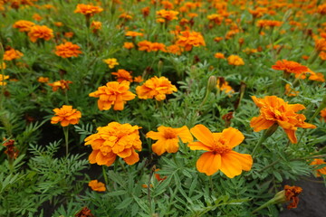 Whole lot of orange flowers of Tagetes patula in July