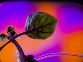 Basil leaf and buds in front of vibrant purple and orange background