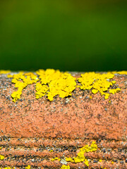 Close up of yellow lichen growing on weathered brick surface outdoors