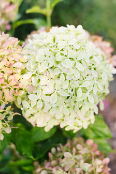 Pixio hydrangea blooming with pink and green petals