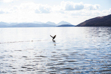 Bird flying on a lake