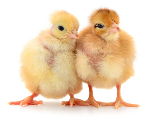Obraz premium Two fluffy baby chicks isolated on white background