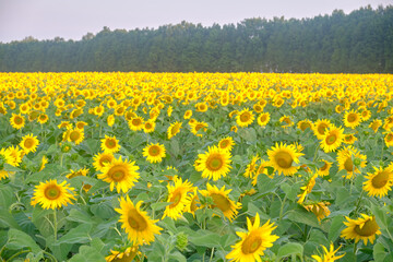 beautiful sunflowers on the field