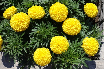 Round yellow flowers of Tagetes erecta in July