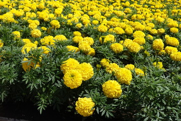 Unnumbered yellow flowers of Tagetes erecta in July