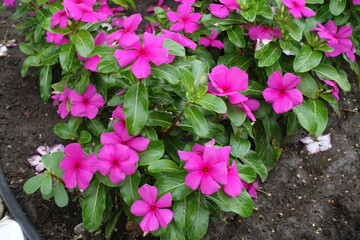 Many vibrant pink flowers of Catharanthus roseus in July
