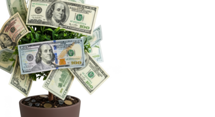 A money tree with dollar bills growing in a pot on white isolated on transparent background