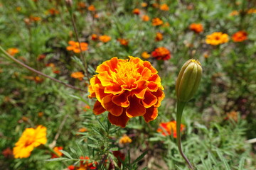 Bud and double red and yellow flower of Tagetes patula in August