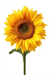 Single sunflower against white background (5)