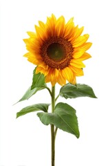 Obraz premium Single sunflower against white background (7)