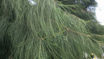 Close-up of pine trees in the park. Green pine needles, leaves and sunlight, leaves of a tree blown by the wind.