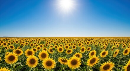 Fototapeta premium Endless Golden Sunflower Field Bathed in Bright Midday Sunlight